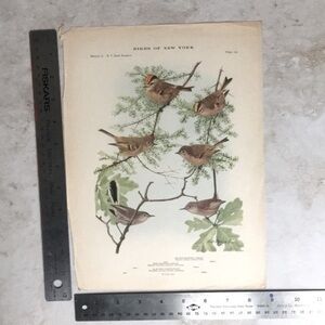🖤5/$25 Antique Ornithological Bird Print Original Ruby crown kinglet